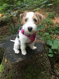 Pin On Jack Russell S