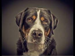 Photoshop How To Make Better Portraits Of Your Pet Youtube Photoshopped Animals Dog Photography Best Portraits