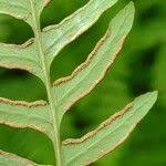 Image result for Histiopteris