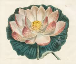 Lotus Tattoo Botanical Illustration Vintage Lotus Art Colorful Drawings