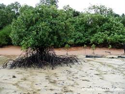 Image result for Rhizophora mucronata