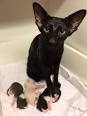Oriental Shorthair Breeders - breedlist