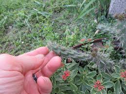 Image result for Opuntia imbricata