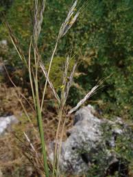Image result for Hyparrhenia anamesa