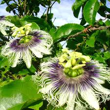 Image result for Passiflora edulis