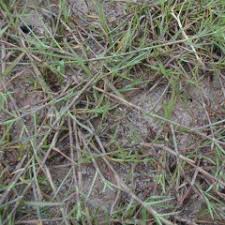 Image result for Hemarthria