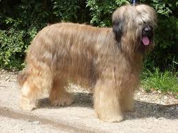 You can wear it anytime. Briard Wallpaper New Funny Pet Pictures Dogs Cats Birds Hamsters And More Briard Dog Briard Dog Breeder