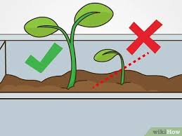 Check spelling or type a new query. How To Grow Iceberg Lettuce With Pictures Wikihow