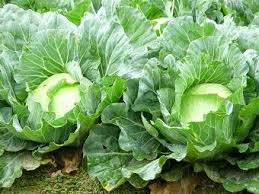 Cara menyemai tembakau, biji bibit sayuran berukuran kecil di polybag pot media tanam persemaian dan pembibitan tembakau / tobacco seedlings 2 yaitu cara. Pin Di 0856 4347 4222 Benih Kubis Unggul Benih Kubis Hibrida Jual Benih Kubis