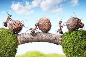 Fourmiliere interieure / fourmilière plantarium fourmi. Comment Se Debarrasser Des Fourmis