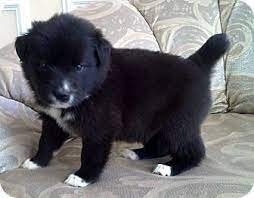 Maybe you would like to learn more about one of these? Waterbury Ct Australian Shepherd Border Collie Mix Meet Ria A Puppy For Adoption Australian Shepherd Puppy Adoption Dog Love