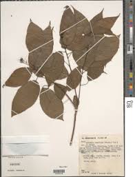 Image result for Aneilema spekei