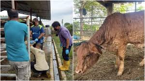 Get their location and phone number here. Lembu Yang Disembelih Di Perak Perlu Dapat Kelulusan Jabatan Perkhidmatan Veterinar