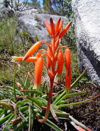 Image result for Aloe inyangensis