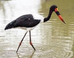 Image result for Cadaba termitaria