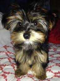 Adopting a dog from a rescue is also a good option if you are cutting down on expenses. Yorkie Puppy Care Yorkshire Terrier Information Center