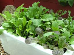 old belfast sink used to plant mixed