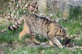 You are going to email the following the near eastern origin of cat domestication message subject (your name) has forwarded a page to you from science Wildcat Felis Silvestris A Small Wild Cat Dinoanimals Com