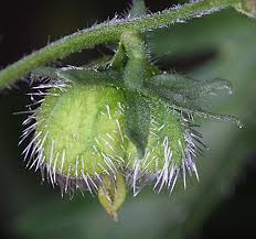 Image result for Tragia rupestris