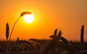Silhouette Of Grass With Sun Photography Nature Sunset Summer Sunlight Sun Plant Sunrise Dawn Ou Grass Silhouette Nature Photography Silhouette Images