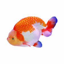 February 8, 2018 · koto padang, indonesia · ·. Jual Produk Ikan Hias Air Tawar Koki Ranchu Sikumis