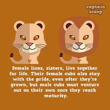 15 Amazing Facts You Didn T Know About Animals Fun Facts About Animals Animal Facts Fun Facts About Lions