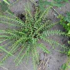 Image result for Phyllanthus nummulariifolius