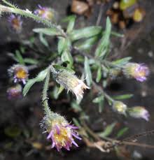 Image result for Nicolasia nitens