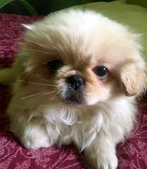 Pekingese Puppy Pekingese Puppies Pekingese Dog Cat