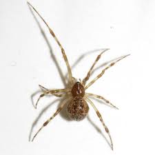 You wouldn't want to get bitten by poisonous spiders. The 7 Most Common Types Of House Spiders
