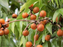 Image result for Eriosema nutans