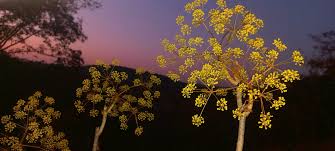 Image result for Steganotaenia