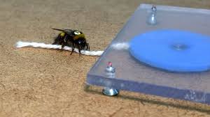 Show me a picture of a bumblebee. Hints Of Tool Use Culture Seen In Bumble Bees Science Aaas