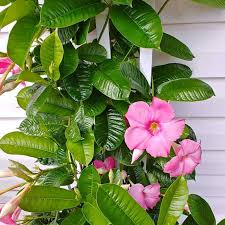 Mandevilla is considered an annual in temperate climates, but is an evergreen in warmer regions of the country. Mandevilla Vine How To Grow Colorful Mandevilla In Your Garden