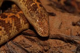 They are typically nocturnal snakes, coming up to the surface layer of sand to hunt and thermoregulate. Image Eryx Jayakari Arabian Sand Boa Biolib Cz
