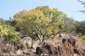 Image result for Hildegardia