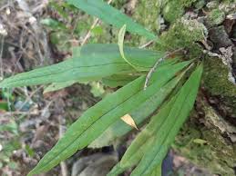 Image result for Lepisorus