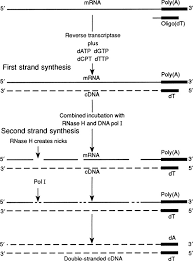 Abbreviation for complementary dna, sometimes used as copy dna. Complementary Dna An Overview Sciencedirect Topics