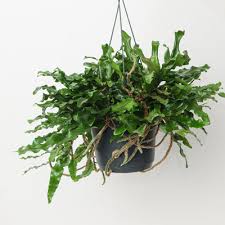 Image result for Elaphoglossum tanganjicense