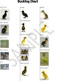 Baby Black And White Duck Breeds Pin By Susan Haney On Mammaduck Duck Breeds Duck Farming Pet Ducks