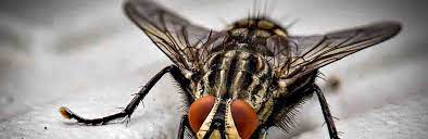 Uncover why cheshire east council is the best company for you. Pestguard Northwest Crewe In Cheshire Cheshire East Cw1 4jn