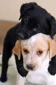 What Kind Of Dog Are You Cute Puppies Cute Animals Puppies