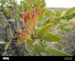 Image result for Tapinanthus oleifolius