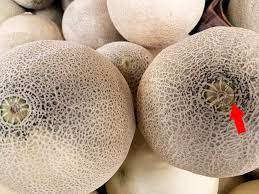 These melons, such as cantaloupe, have a raised pattern of netting on the exterior,. How To Determine A Ripe Melon Vegetables