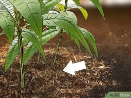 If your yard or garden has standing water, millipedes and other pests are sure to move in. 3 Ways To Get Rid Of Millipedes Wikihow