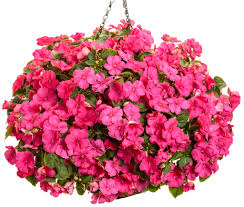 Image result for Impatiens shirensis