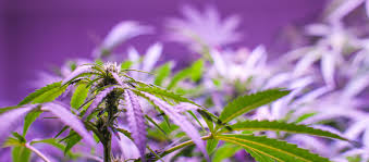 Check spelling or type a new query. Grow Room Temperature Too High 8 Cooling Solutions 3 Bonus What For Me