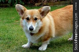 See puppy pictures, health information and reviews. 120 Corgi Free Stock Photos Stockfreeimages