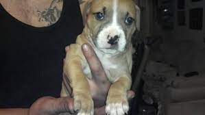 High quality micro bully puppies available for sale. Pitbull Puppies For Sale In Middletown New York Classified Americanlisted Com