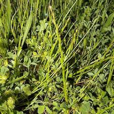 Image result for Hainardia